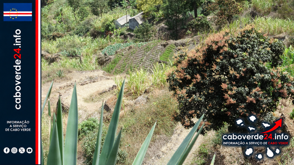 Agricultura no Paul, Santo Antão. Imagem de arquivo; não retrata os locais dos entrepostos solicitados.