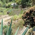 Agricultura no Paul, Santo Antão. Imagem de arquivo; não retrata os locais dos entrepostos solicitados.