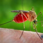 Fotografia de arquivo — fêmea Culex quinquefasciatus alimenta-se sobre pele humana. A imagem é ilustrativa e não mostra uma ocorrência atual na Europa.