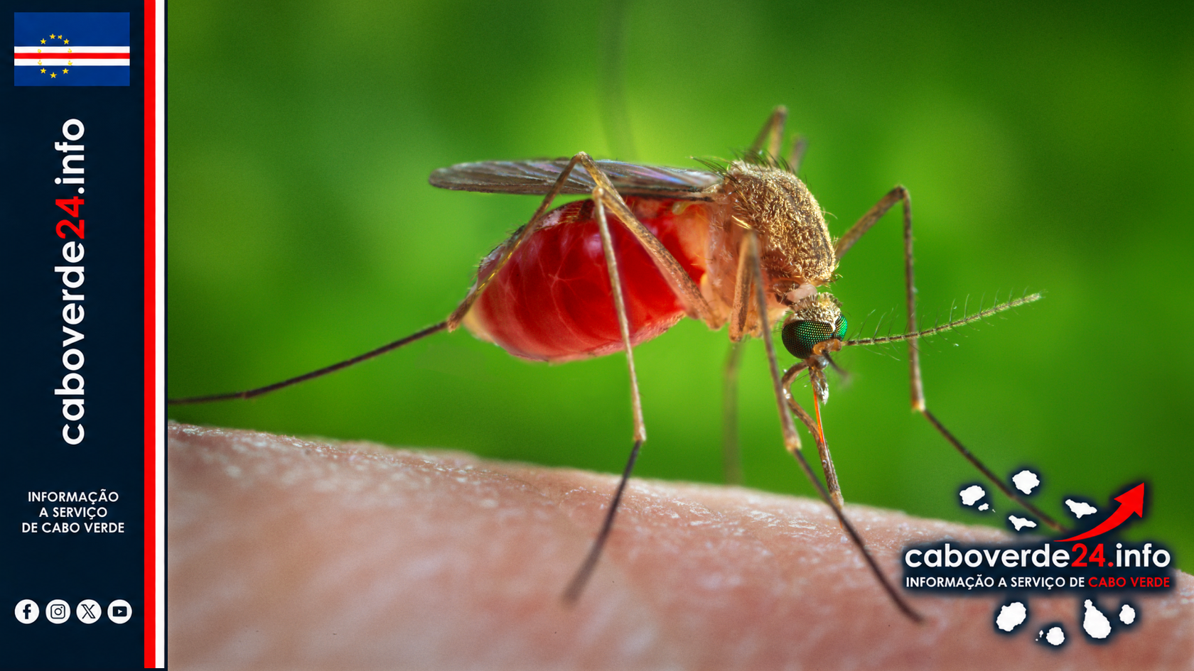 Fotografia de arquivo — fêmea Culex quinquefasciatus alimenta-se sobre pele humana. A imagem é ilustrativa e não mostra uma ocorrência atual na Europa.