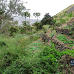 Hortaliças cultivadas em terraços no Pico da Antónia, ilha de Santiago, Cabo Verde. Fotografia de arquivo de 18 de fevereiro de 2012; não identifica beneficiários do programa.