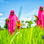 Fotografia de arquivo — agricultoras aplicam fertilizante e cuidam das plantas numa exploração agrícola na Nigéria, em agosto de 2021. Imagem ilustrativa; não documenta o programa MAINSTREAM.