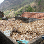 Milho a secar no telhado de uma casa em Ribeira Principal, ilha de Santiago, numa fotografia de arquivo. A imagem não mostra as explorações citadas nem os danos relatados em outubro de 2026.